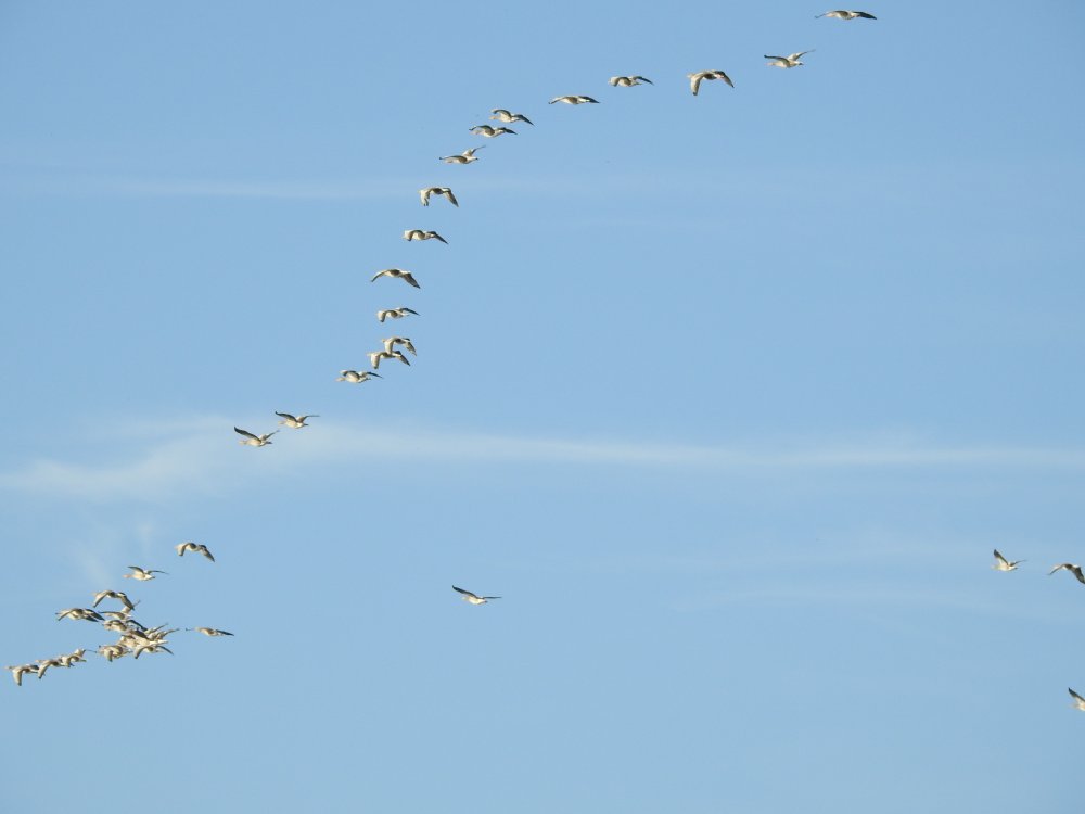DSCN80252C2C.jpg