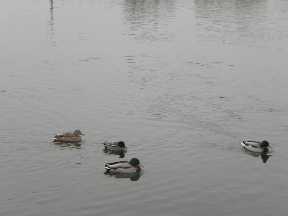 DSCN9631.JPG