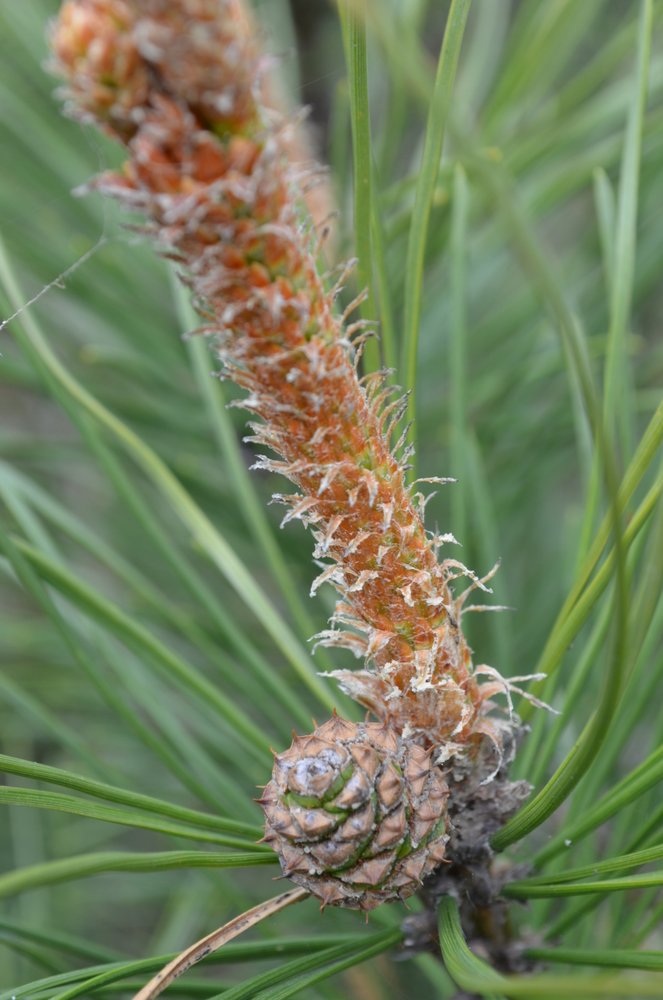 DSC_0600.JPG