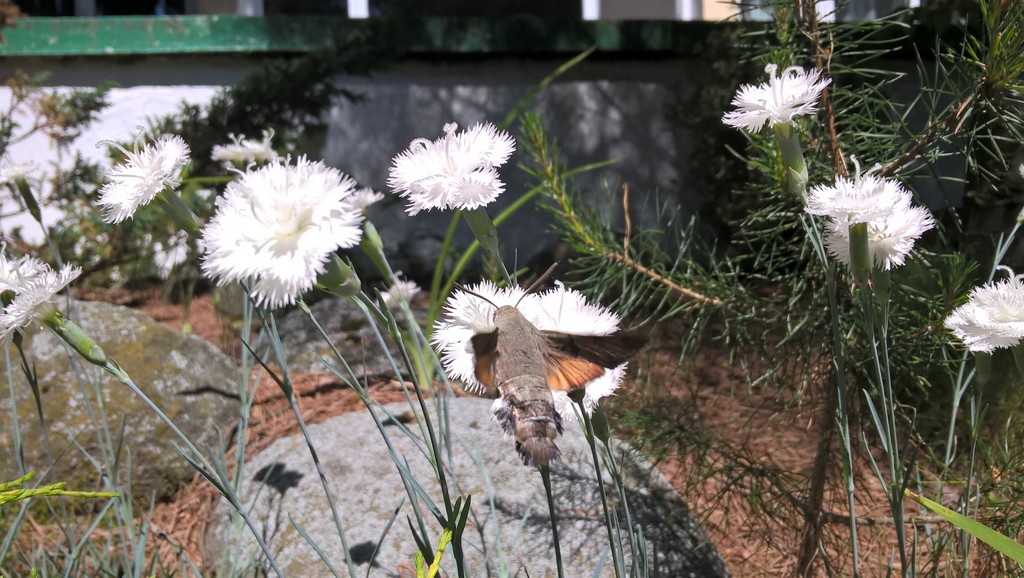 WP_20160603_11_56_38_Pro.jpg