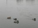 DSCN9631.JPG