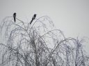 DSCN9657.JPG