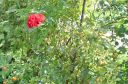 foto-011.JPG